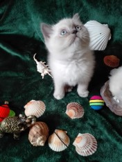 Trei fetite Scottish fold blue point, minunate foto