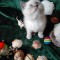 Trei fetite Scottish fold blue point, minunate