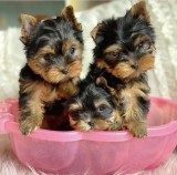 Yorkshire Terrier