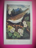 HOPCT 6278 SYLVIA CURRUCA CURRUCA -PASARI-FAUNA EUROPA-CP CHROMO LITHO -MUZEUL REGAL STIINTE NATURALE BELGIA-NECIRCULATA, Printata