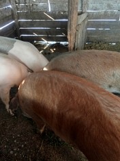 Porci grasi foto
