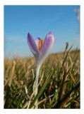 Tablou Canvas, "Primăvara se trezește &icirc;n lumină", Floare, Crocus, Violet, Petale, Primăvară, Natură, Graminee, Cer, Soare, Delicatețe, 26 x 39 cm, CMC