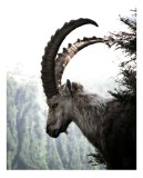 Tablou Canvas, "Capra neagră privind orizonturile montane", Majestic, Solitary, Alpine, Rugged, Watchful, Natural, 26 x 39 cm, CMCLASS