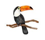 Cumpara ieftin Sticker decorativ Pasare Tucan, Negru, 48 cm, 3708ST, Oem