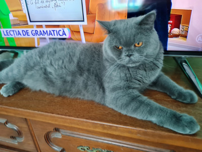 British Shorthair Blue Mascul foto