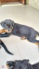 Vand pui Rottweiler