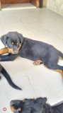 Vand pui Rottweiler