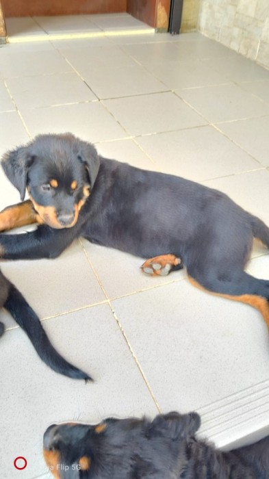 Vand pui Rottweiler