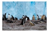 Tablou Canvas, "Pinguinii și &icirc;mbrățișările ghetarilor antarctici", Pinguini, Gheață, Comunitate, Pui, Natură, Peisaj, Antarctica, Interacțiune, Famili