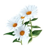 Cumpara ieftin Sticker decorativ, Flori, Alb, 64 cm, 10723ST