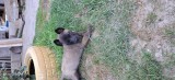 Ciobănesc belgian malinois