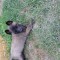 Ciobănesc belgian malinois