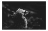 Tablou Canvas, "Vulturul &icirc;n umbra tăcerii negre", Majestic, Solitary, Noble, Mysterious, Regal, 39 x 26 cm, CMCLASS