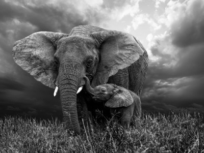 Autocolant Elefant in alb si negru, 220 x 135 cm foto