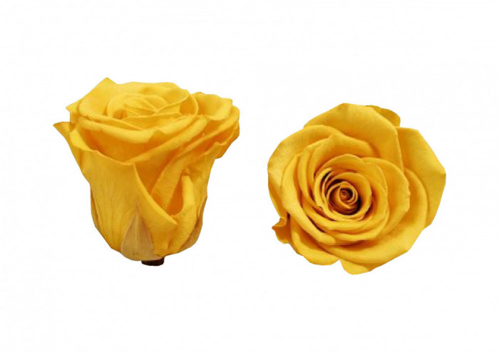 Trandafiri Criogenati Roseamour, Marime XL, Galben