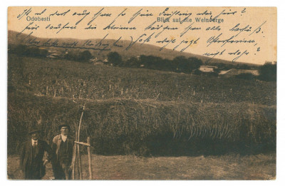 36 - ODOBESTI, Vrancea, Ethnicity and viticulture - old postcard, CENSOR - used foto