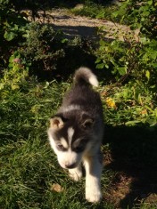 Pui husky siberian foto