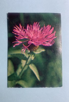 Calendar 1986 ADAS foto