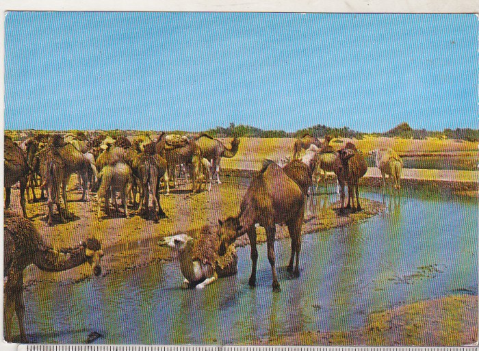 bnk cp Maroc - Turma de camile - necirculata