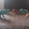 Dinozauri jucari copii
