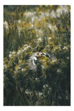 Tablou Canvas, "Zborul păsării printre flori sălbatice", Fluturi, Flori, Plutire, Armonie, Natură, Culori, Libertate, 26 x 39 cm, CMCLASS
