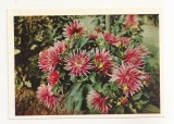 FA72-Carte Postala- RUSIA - Pravda, Dahlias, necirculata 1965