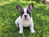 Vănd cătelusi băiat si fată rasă Buldog Francez