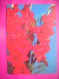 HOPCT 11455 GLADIOLE -RUSIA -CP FELICITARE FLORI- -NECIRCULATA