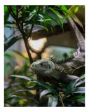 Tablou Canvas, "Iguana printre ramuri verzi luxuriante", Verde, Iguana, Frunze, Copac, Privire, Lumina, Natura, 26 x 39 cm, CMCLASS