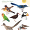 Peterson Field Guide to Birds of Western North America, Fifth Edition