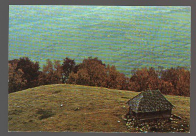 CPIB 20709 CARTE POSTALA - M FAGARASULUI. COLIBA PE CULMEA MAGUREAUA NECIRCULATA foto