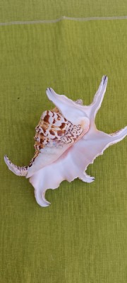 Scoica oceanica 8 foto