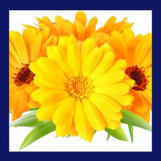 GALBENELE - ulei macerat (calendula officinalis ) sticla cu pipeta 30ml