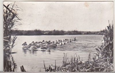 bnk cp Pelicani in Delta Dunarii - Vedere - circulata foto