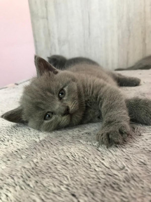 Pui scottish straight și scottish fold foto