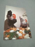 Cumpara ieftin CARTE POSTALA --FELICITARE PASTI NECIRCULATA