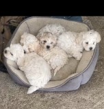 V&acirc;nd căței bichon-pudel