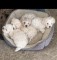 V&amp;acirc;nd căței bichon-pudel - 1