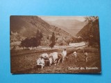 ROMANIA,191? -carte postala necirculata- car cu boi-port popular