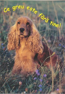 bnk cp Felicitare - Ce greu este fara tine ! - catel foto
