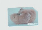 bnk card Cartele telefonice - Italia - fauna - urs polar