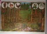 Plansa didactica Padure de brad vara, 1987, Lumea padurii, padurile Romaniei