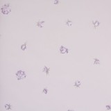Tapet floral BN 49193