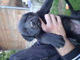 Catelusi Cane Corso