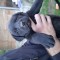 Catelusi Cane Corso