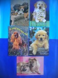 HOPCT LOT NR 1070 CAINI -5 CARTI POSTALE-CIRCULATE, Circulata, Printata