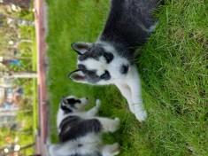 Pui de catei husky siberian foto