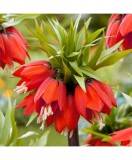 Bulbi Fritillaria Red Beauty 20/24