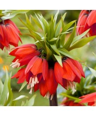 Bulbi Fritillaria Red Beauty 20/24