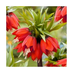 Bulbi Fritillaria Red Beauty 20/24
